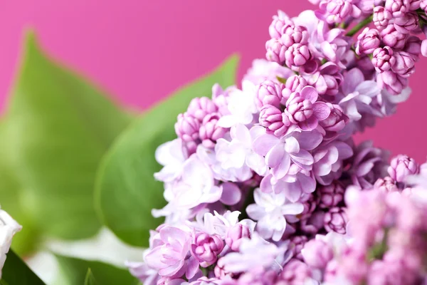 Flores de color lila florecientes —  Fotos de Stock