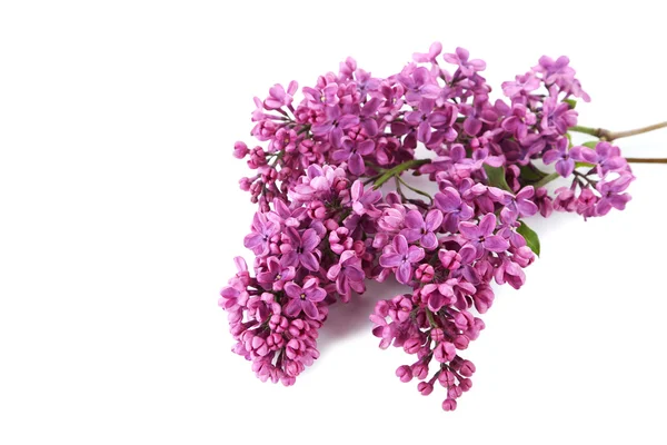 Blooming lilac flowers — Stock Photo, Image