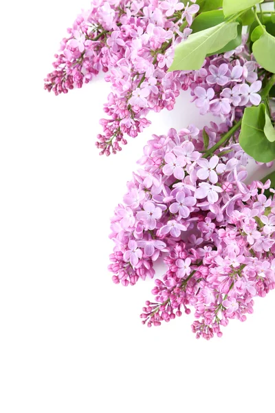 Blooming lilac flowers — Stock Photo, Image