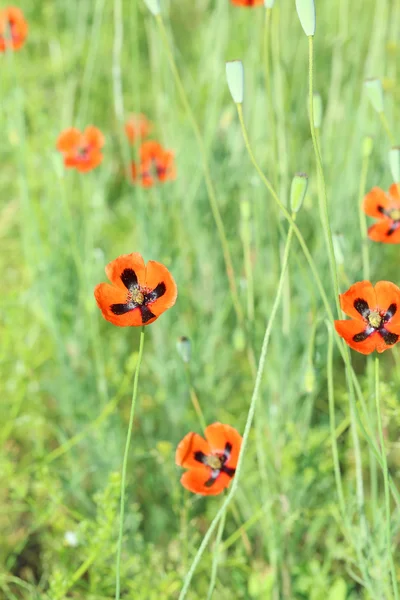 Red poppy flowers — Stock Photo, Image