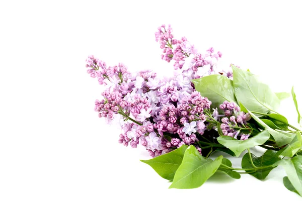 Blooming lilac flowers — Stock Photo, Image