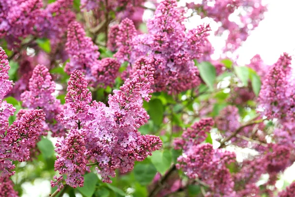 Blommande lila blommor — Stockfoto