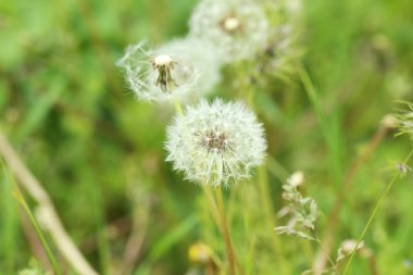 güzel bahar Karahindiba çiçeği