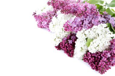 Çiçek açan leylak çiçekleri