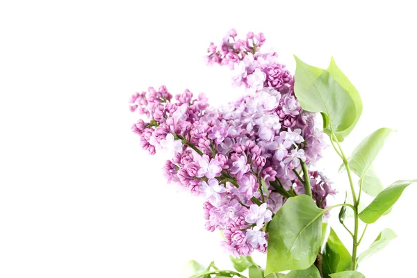 Blooming lilac flowers — Stock Photo, Image