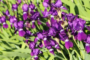 Bahçede bahar çiçekleri