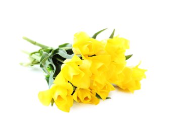 güzel Sarı laleler