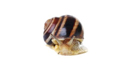 Şirin kahverengi salyangoz