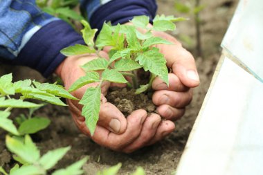 Yeşil domates holding erkek eller