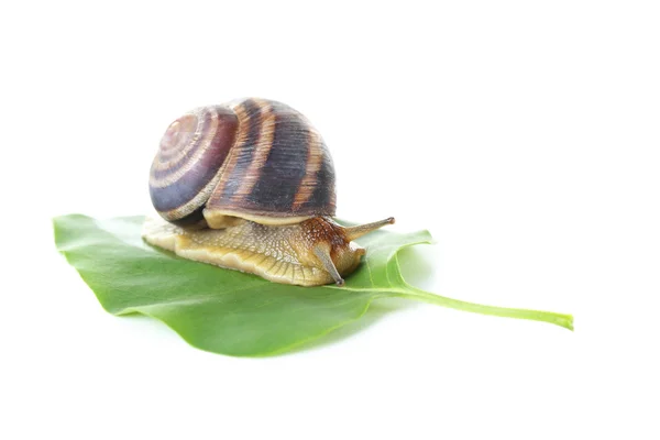 Brown snail on green leaf — Stock Photo, Image
