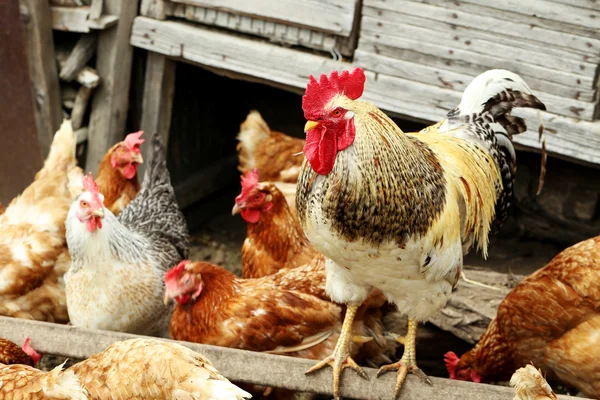 Brown hens and cock — Stock Photo, Image