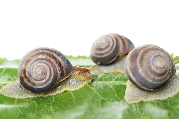 Caracoles marrones sobre hoja verde — Foto de Stock