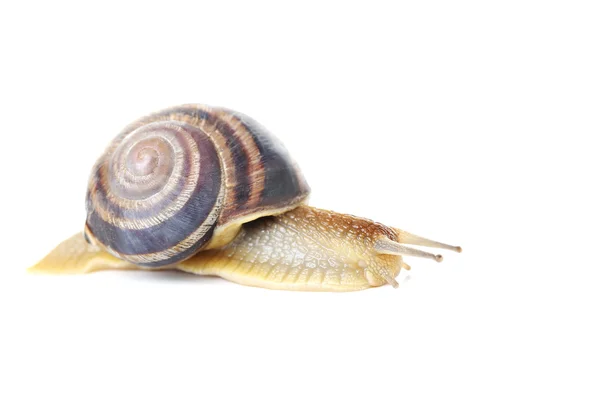 Cute Brown Snail — Stock Photo, Image