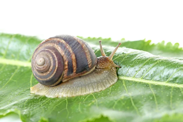 Brown snail on green leaf — Stock Photo, Image