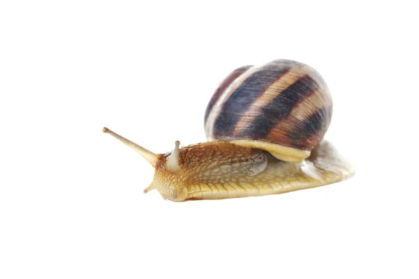 Niedliche braune Schnecke — Stockfoto