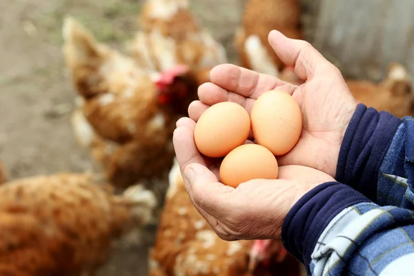 Αρσενικό τα χέρια εκμετάλλευσης αυγά — Φωτογραφία Αρχείου