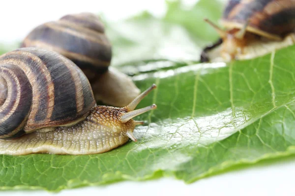 Braune Schnecken auf grünem Blatt — Stockfoto