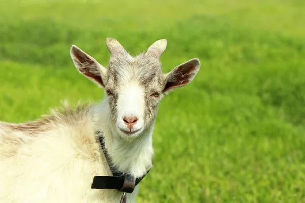 Goat on green meadow — Stock Photo, Image