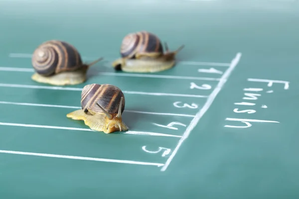Snails run to finish — Stock Photo, Image