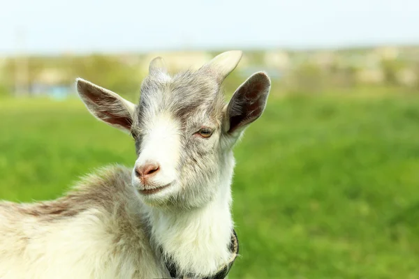 Chèvre sur prairie verte — Photo