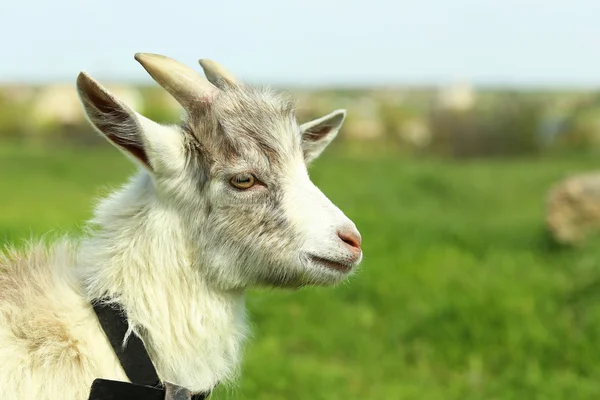 Goat on green meadow — Stock Photo, Image