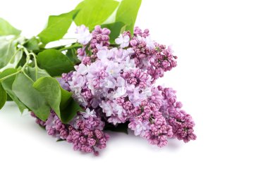 Lila çiçek açan çiçekler izole