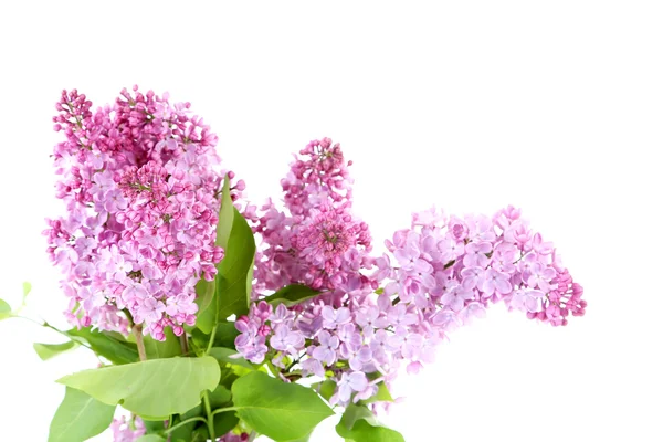 Blooming lilac flowers isolated — Stock Photo, Image