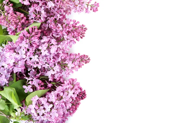 Blooming lilac flowers isolated — Stock Photo, Image