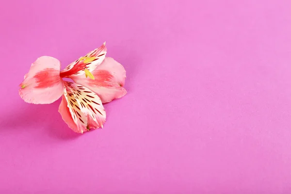 Hermosa flor de alstroemeria — Foto de Stock