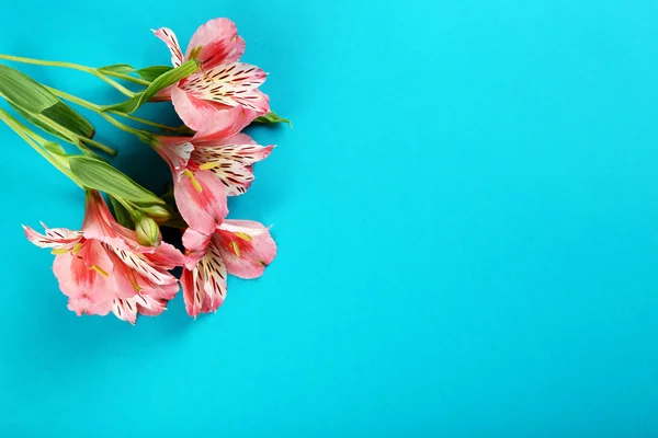 Красивые цветы альстромерии — стоковое фото