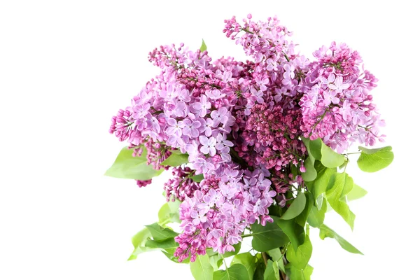 Blommande ljuslila blommor isolerade — Stockfoto