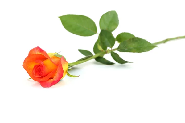 Orange rose isolated — Stock Photo, Image