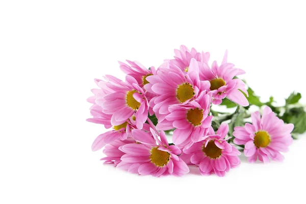 Pink chrysanthemum flowers isolated — Stock Photo, Image