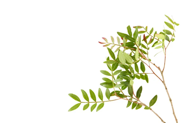 Gröna blad isolerade — Stockfoto