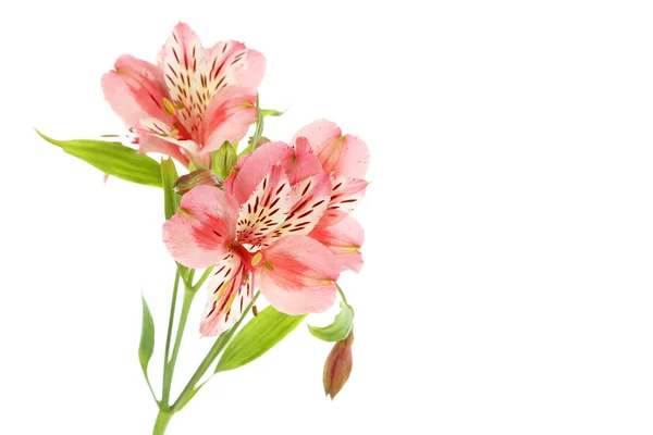 Alstroemeria blommor isolerade — Stockfoto