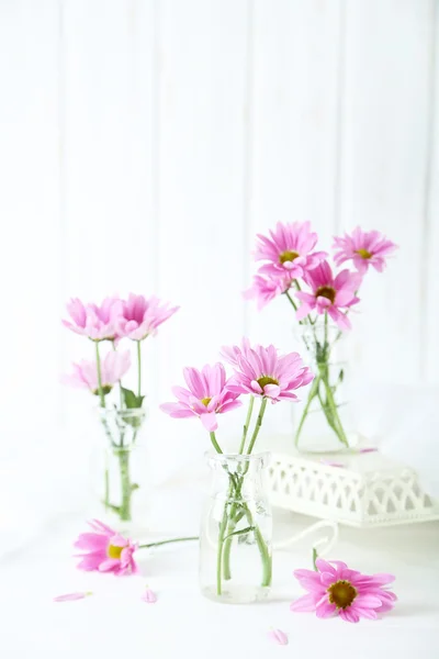 Flores de crisântemo rosa em branco — Fotografia de Stock