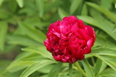 Kırmızı Şakayık çiçeği açık havada