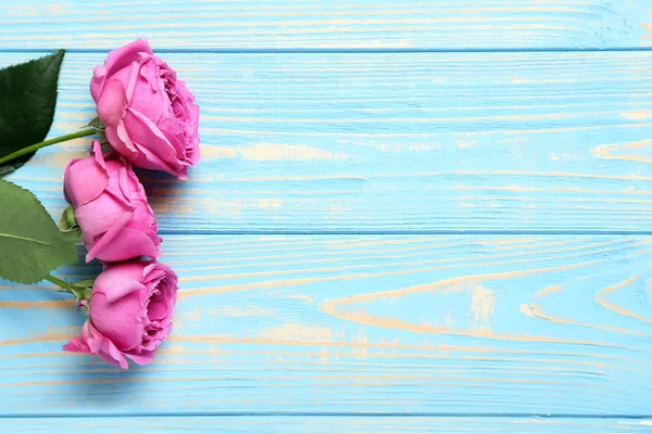 Beautiful pink roses — Stock Photo, Image