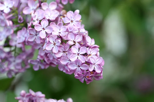 Blommande lila blommor i trädgården — Stockfoto