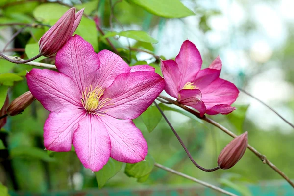 美しいピンクの春の花 — ストック写真