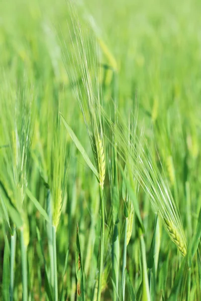 Campo di grano verde — Foto Stock