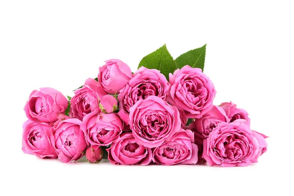 Beautiful pink roses isolated — Stock Photo, Image