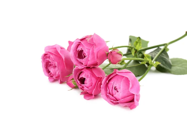 Piękne różowe róże na białym tle — Zdjęcie stockowe