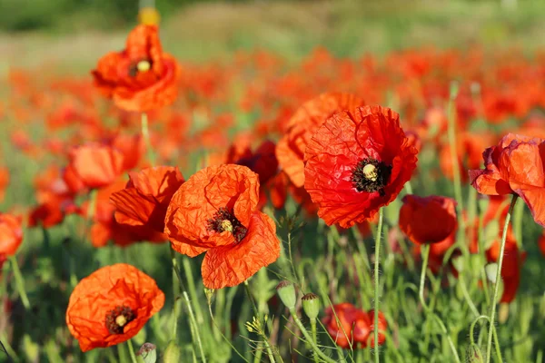 Red poppy flowers field — Stock Photo, Image