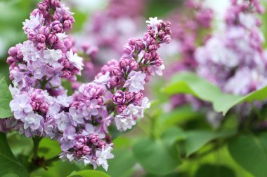 Bahçede çiçek açan leylak çiçekleri