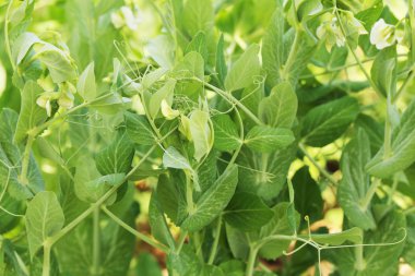 Bahçedeki yeşil bezelyeler