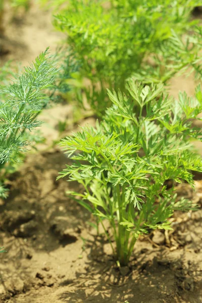 Carrot plants in garden — Stock Photo, Image