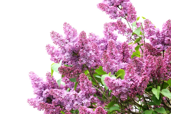 Blooming lilac flowers in the garden — Stock Photo, Image