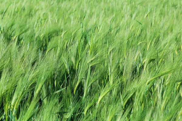 Campo di grano verde — Foto Stock