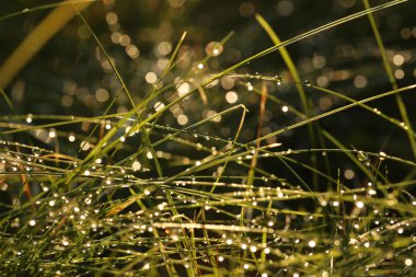 çimenlerin üzerinde çiy damlaları